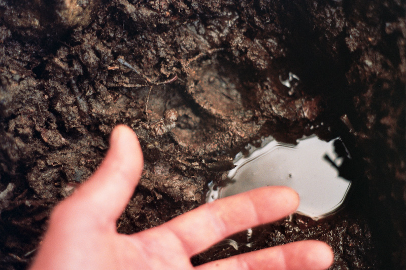 Bear Print and Human Hand